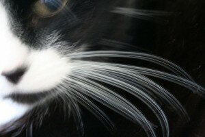 Wiggling whiskers